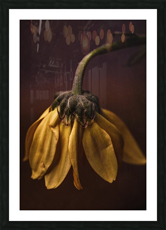  44A6398 Picture Frame print