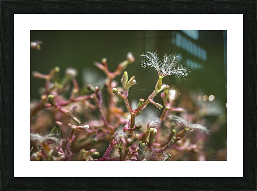  44A6052 Picture Frame print
