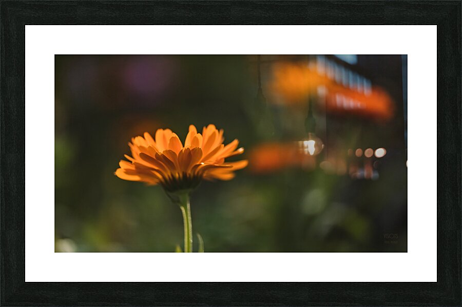  44A6518 Picture Frame print