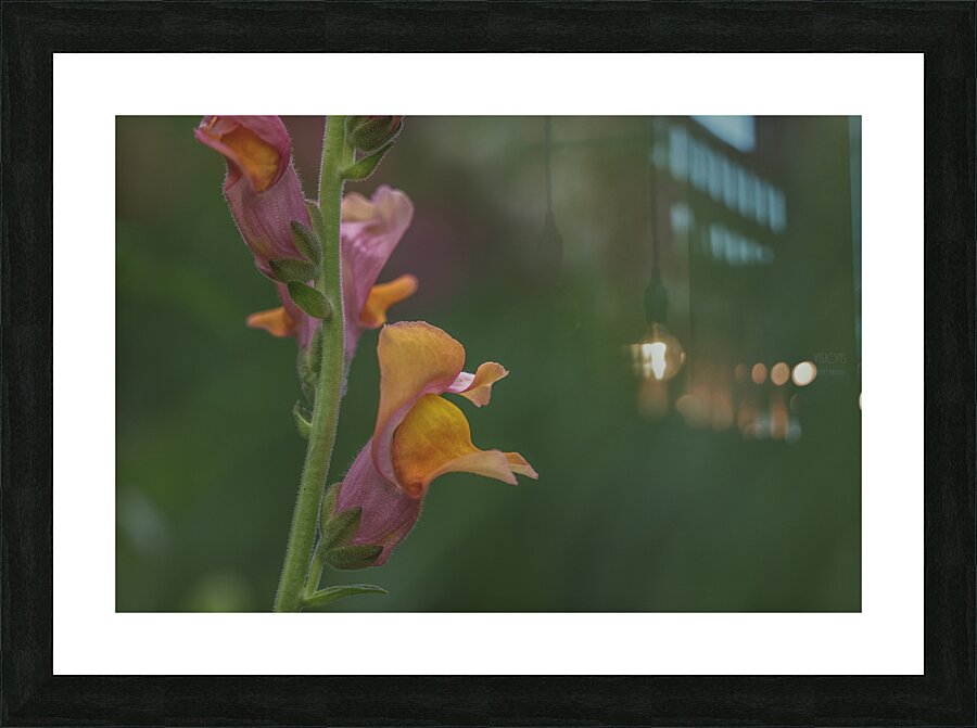  44A7537 Picture Frame print