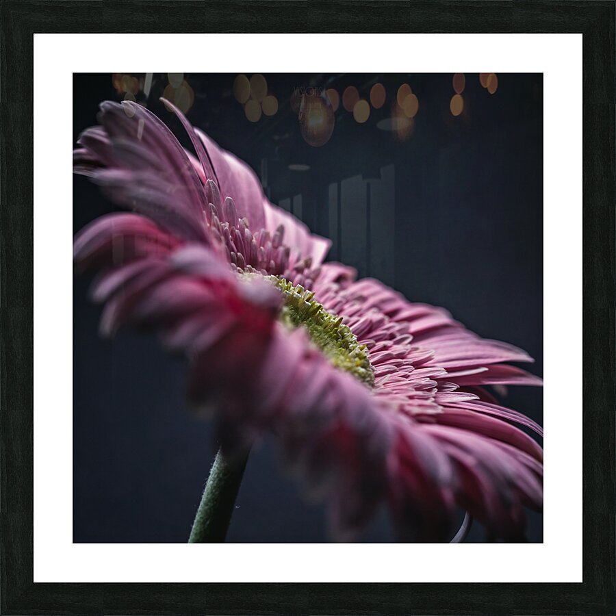  44A6772 Picture Frame print