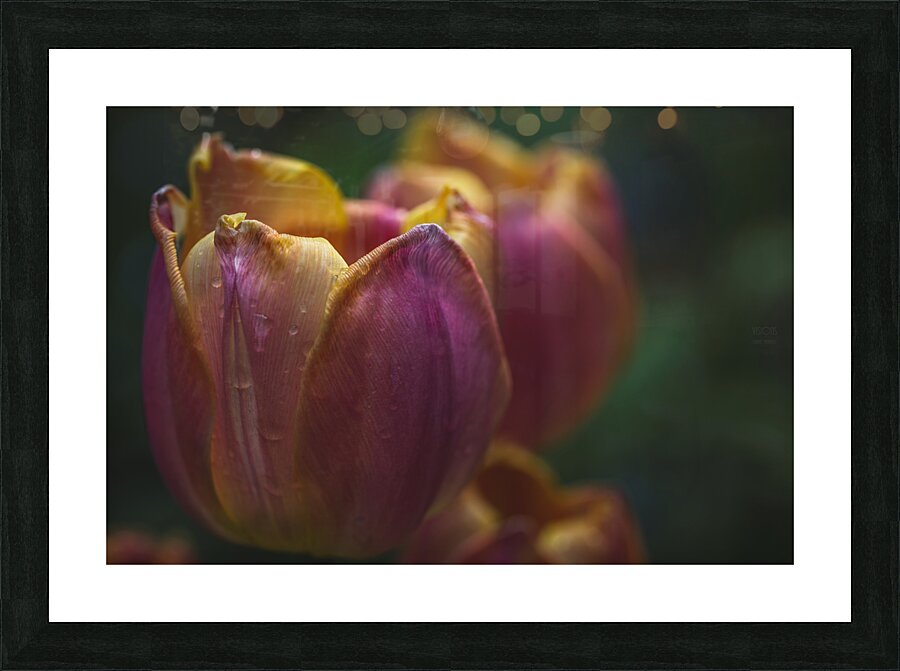  44A7185 Picture Frame print