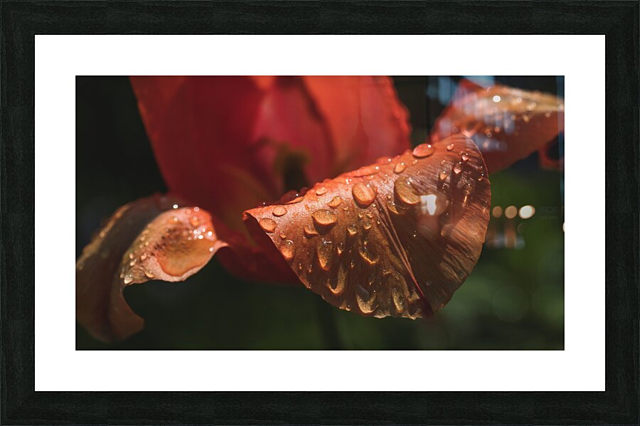 44A7164 Picture Frame print