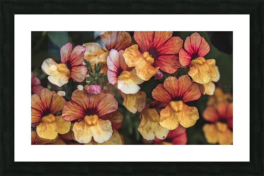  44A7547 Picture Frame print