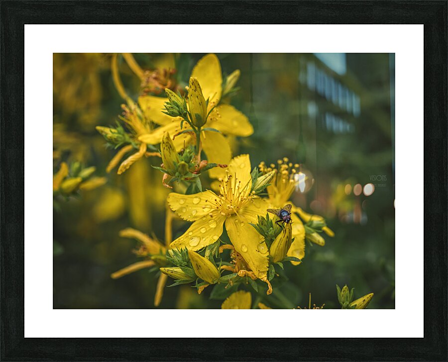  44A7619 Picture Frame print