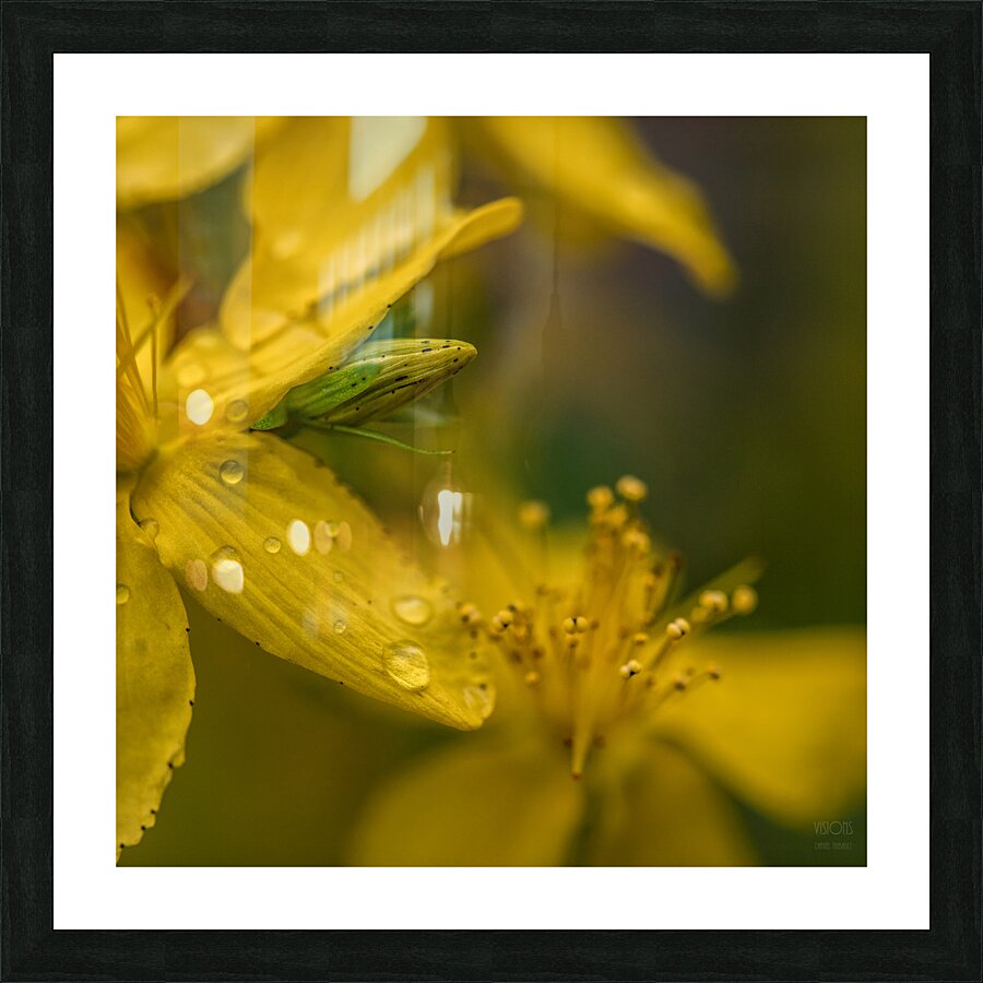  44A7628 Picture Frame print