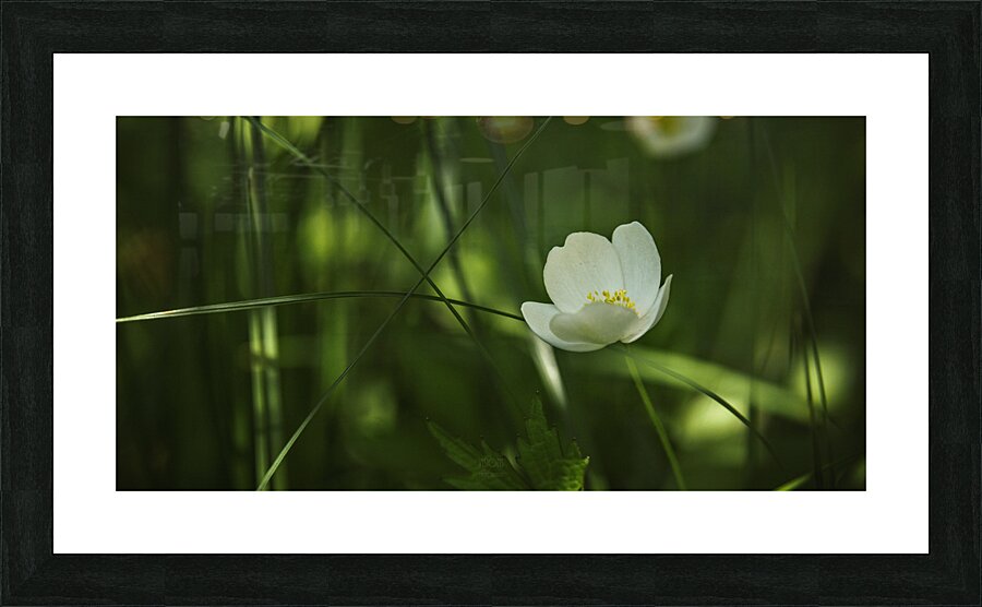  85A2867 Picture Frame print