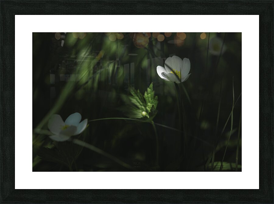  85A2873 Picture Frame print