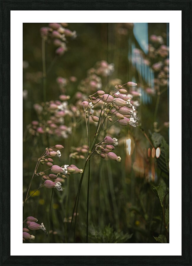  85A2917 Picture Frame print