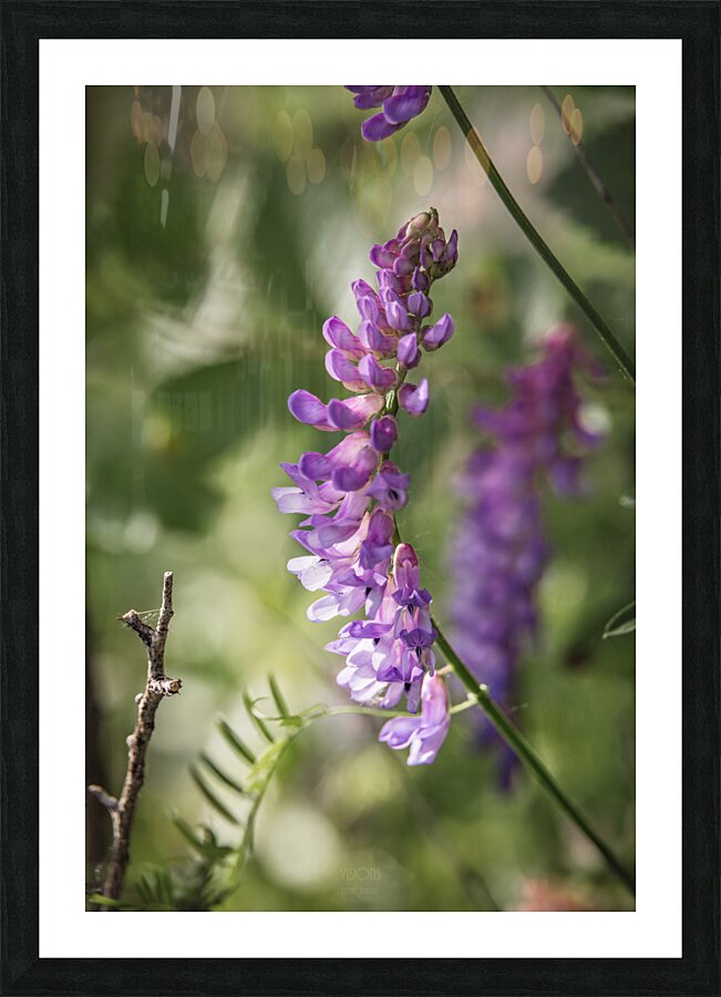  85A3046 Picture Frame print