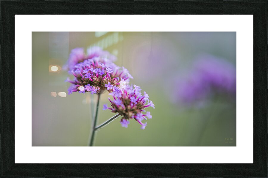  85A3635 Picture Frame print