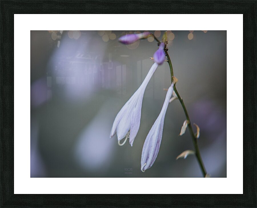  85A3592 Picture Frame print