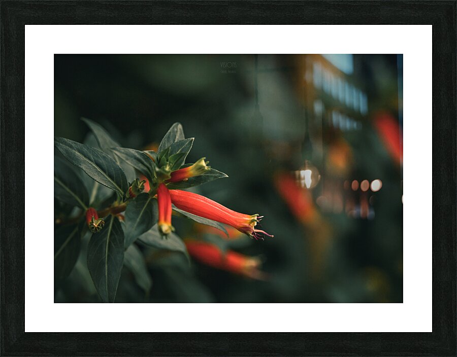  85A3537 Picture Frame print
