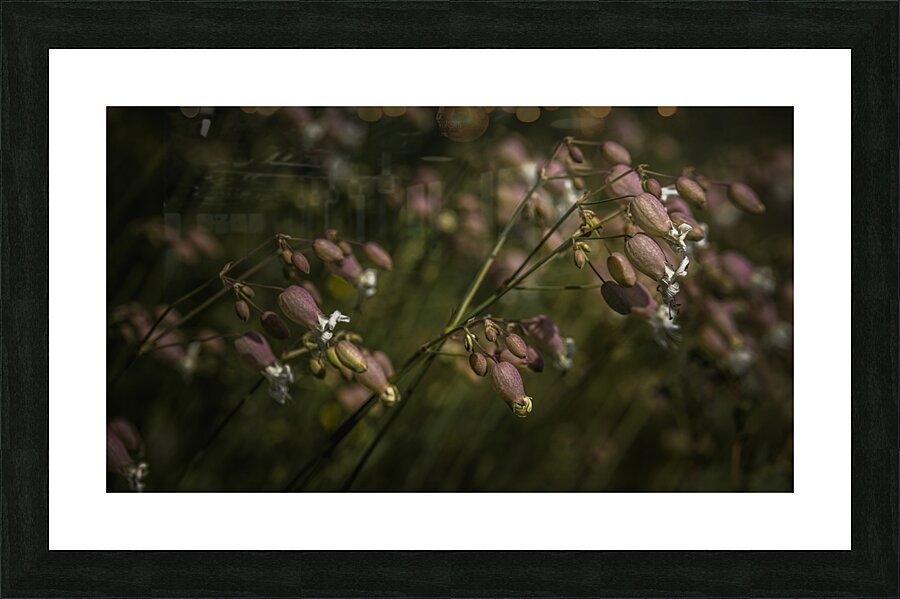  85A2913 Picture Frame print