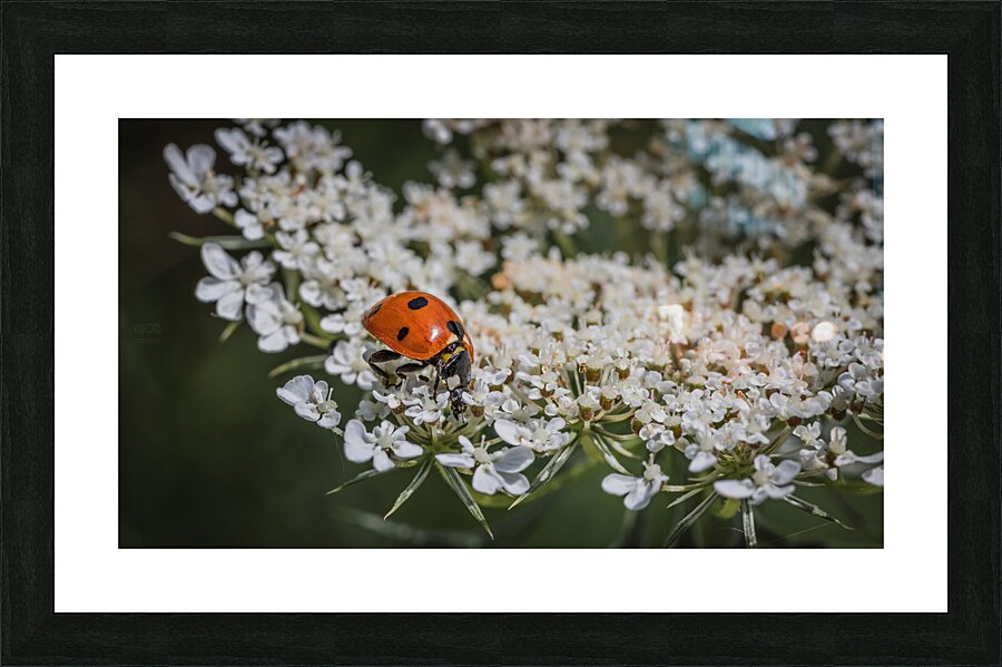  85A3900 Picture Frame print