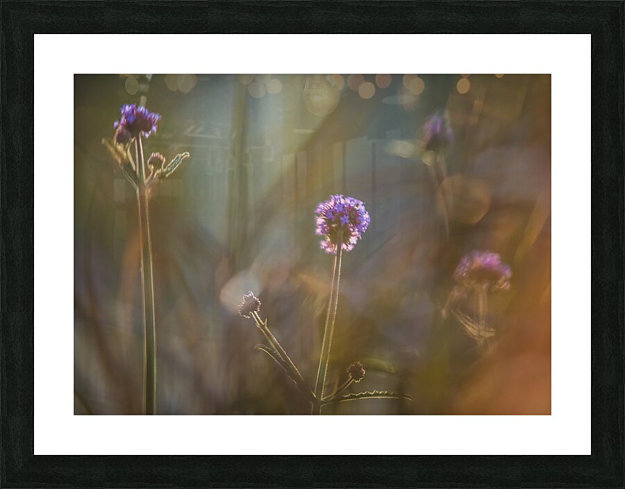  85A3693 Picture Frame print