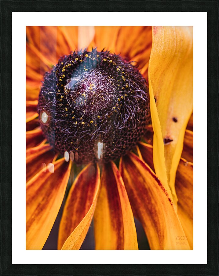  85A4615 Picture Frame print