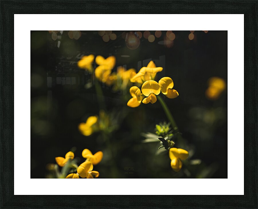  85A4562 Picture Frame print