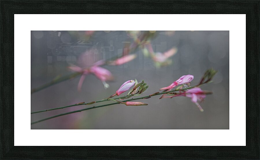  85A3657 Picture Frame print