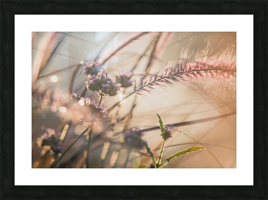  85A3678 Picture Frame print