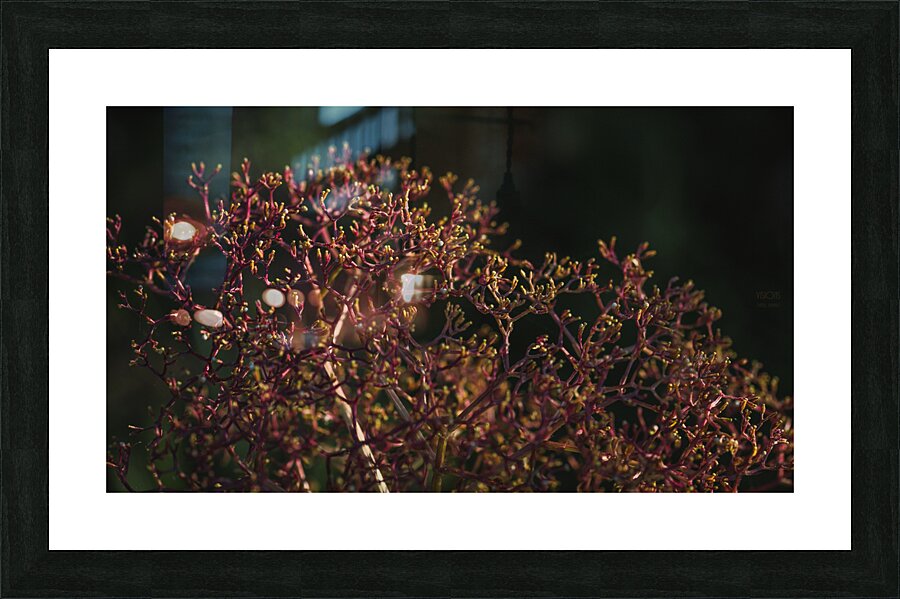  85A4550 Picture Frame print
