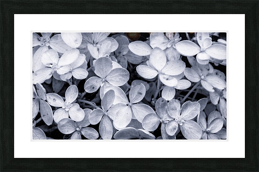  85A3810  Picture Frame print