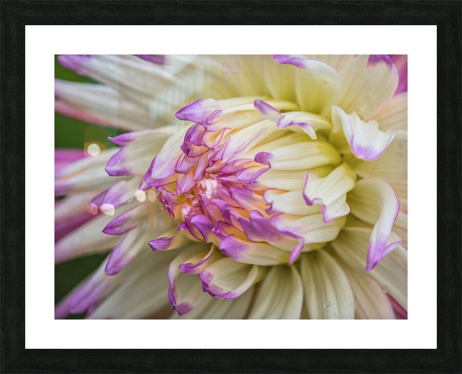  85A4631 Picture Frame print