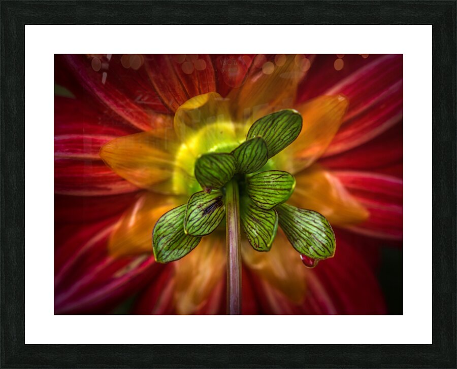  85A4775 Picture Frame print