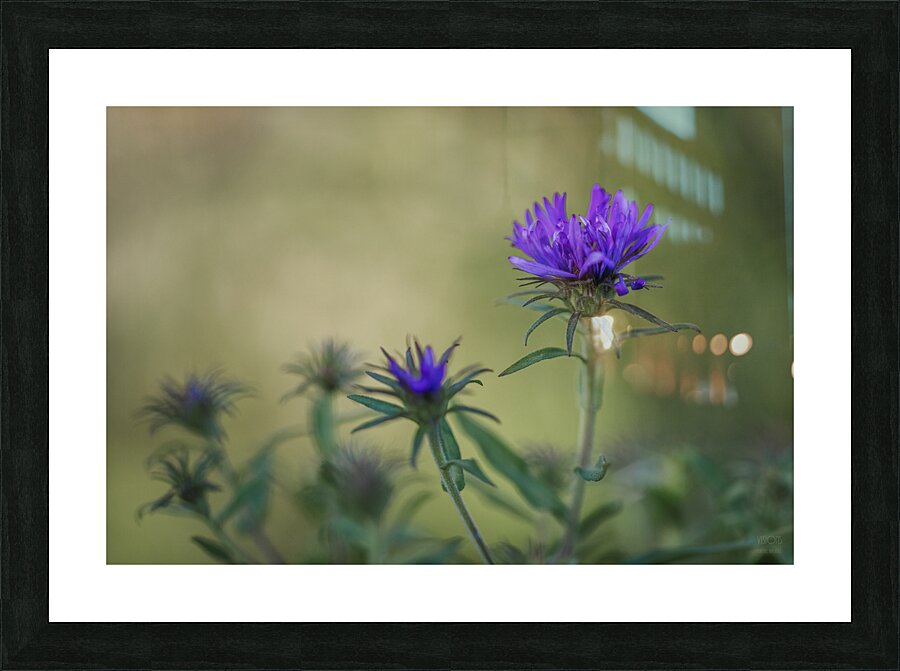  85A5486 Picture Frame print