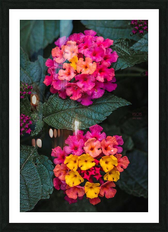  85A4660 Picture Frame print