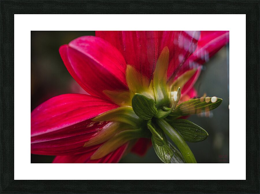  85A4671 Picture Frame print