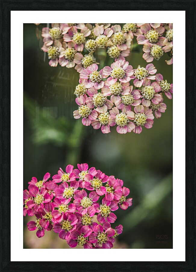  85A4646 Picture Frame print