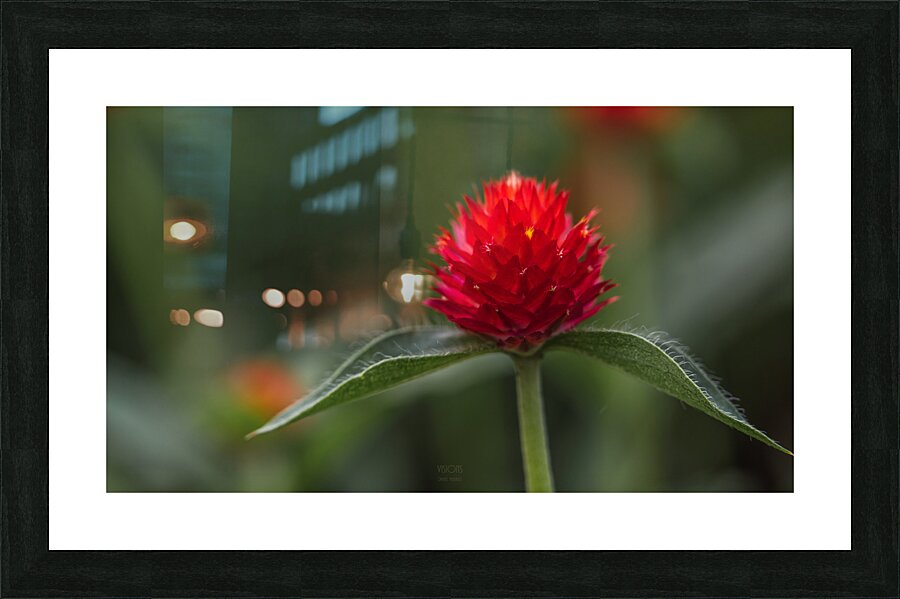  85A4798 Picture Frame print