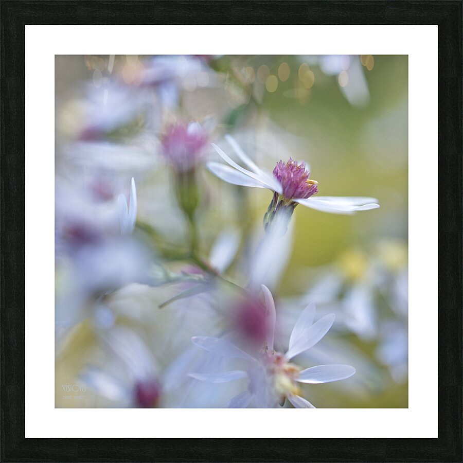  Q8A0405 Picture Frame print