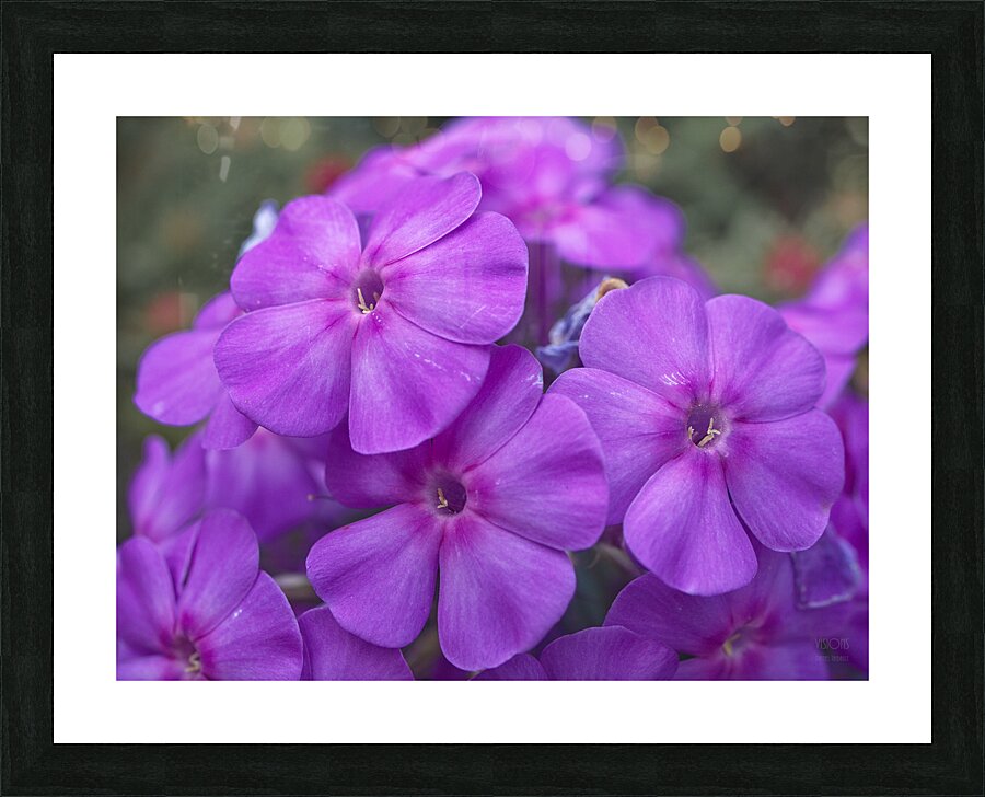 1Q8A0057 Picture Frame print