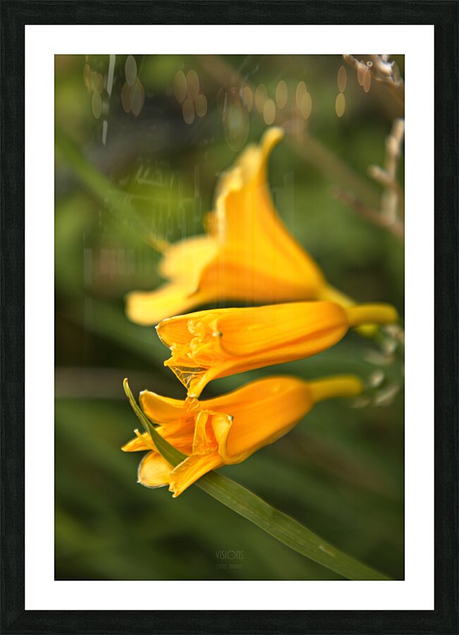 Q8A0444 Picture Frame print