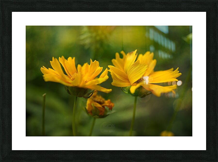  Q8A0600 Picture Frame print
