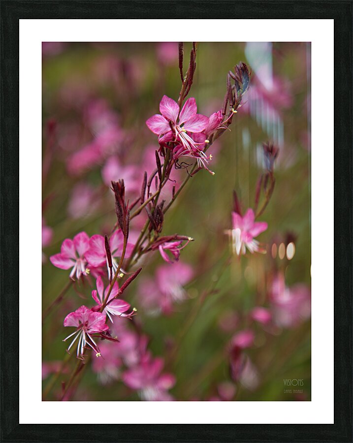  Q8A0465 Picture Frame print