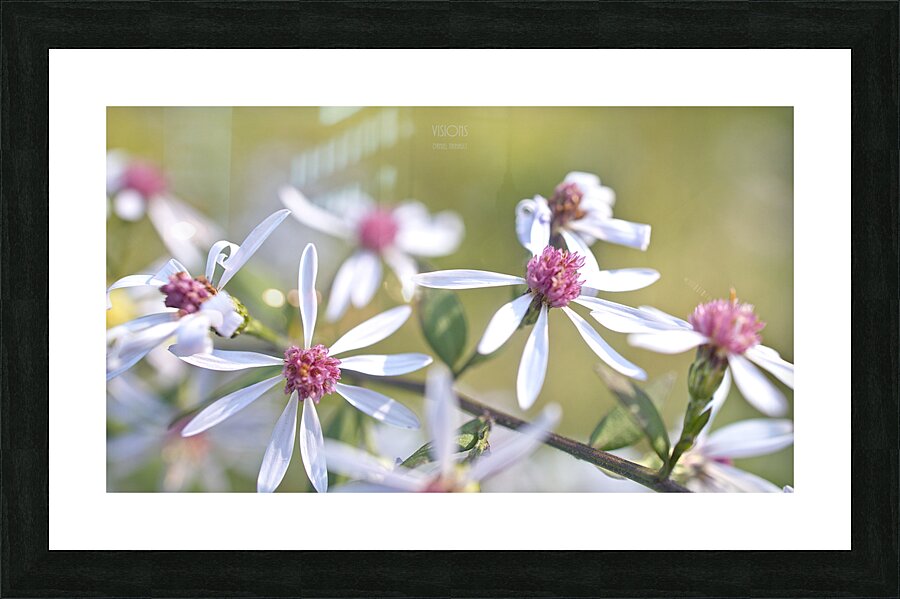  Q8A0408 Picture Frame print