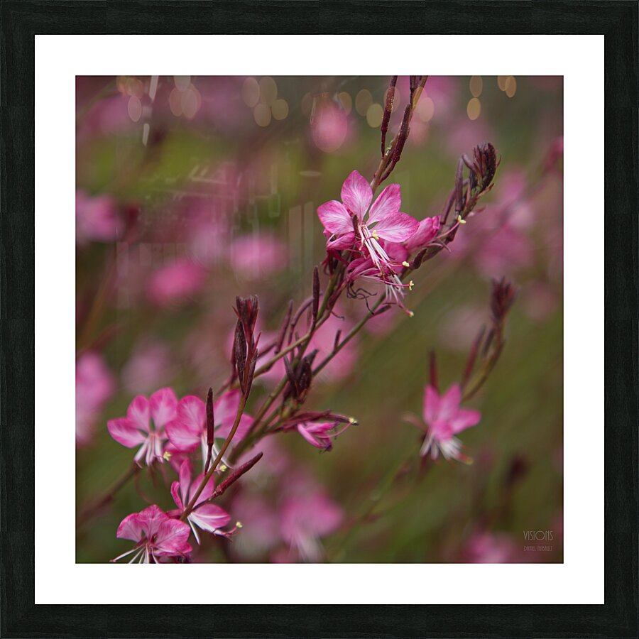  Q8A0464 Picture Frame print