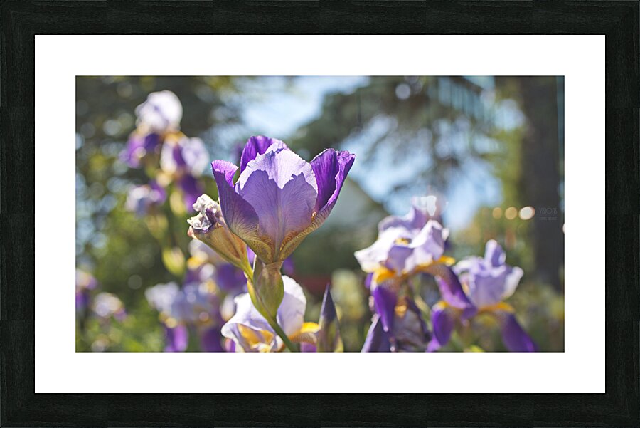 1Q8A8168 Picture Frame print