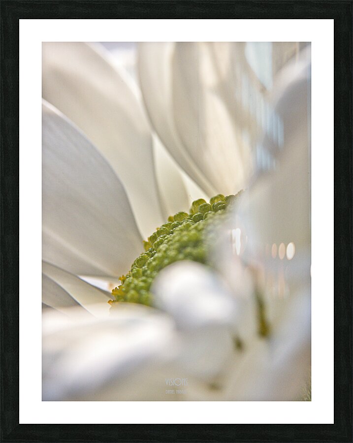 1Q8A1060 Picture Frame print