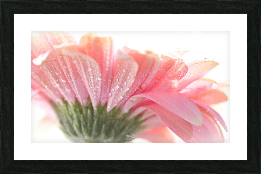 1Q8A7491 Picture Frame print