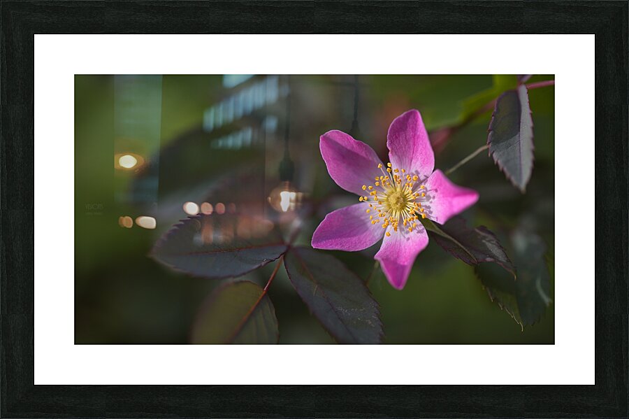 1Q8A8198 Picture Frame print