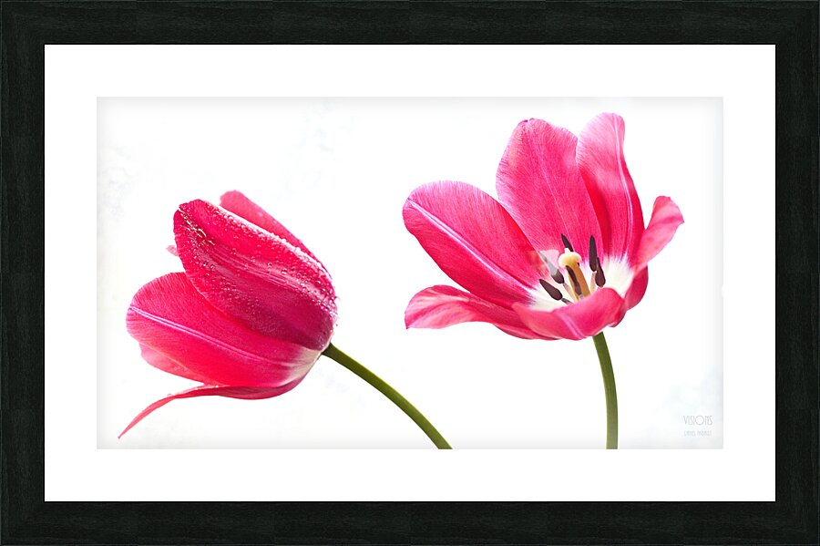 1Q8A7518 Picture Frame print