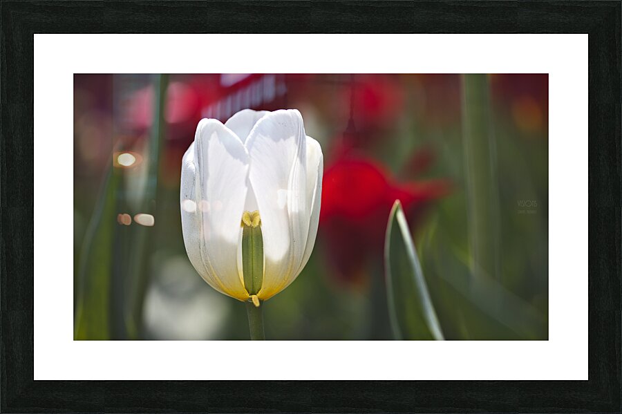 1Q8A7915 Picture Frame print