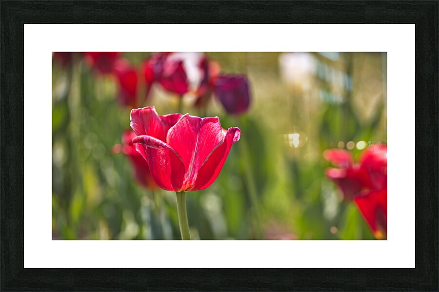 1Q8A7903 Picture Frame print