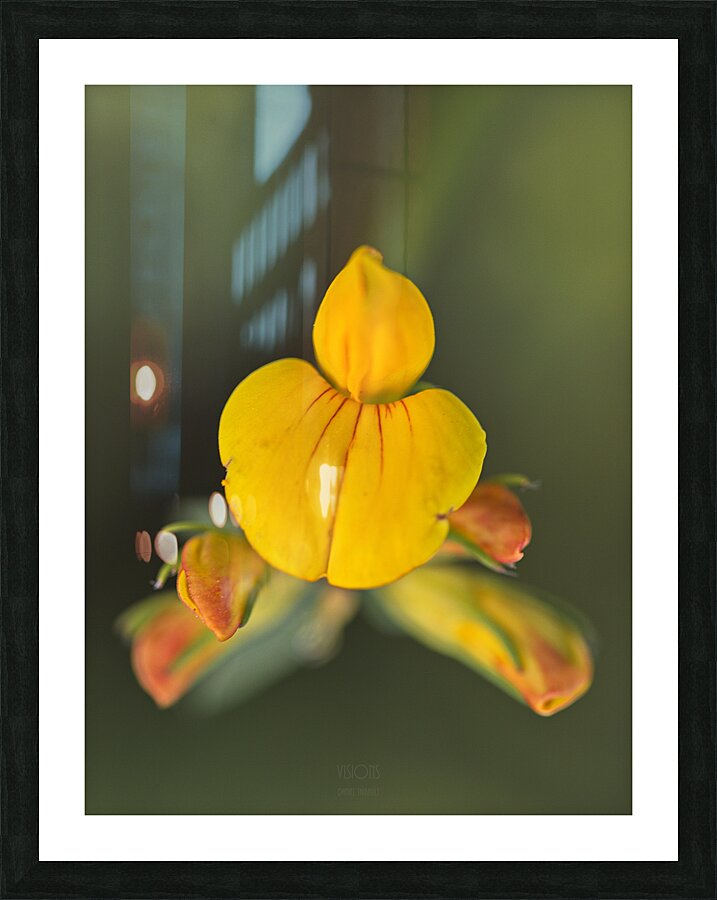 1Q8A8218 Picture Frame print