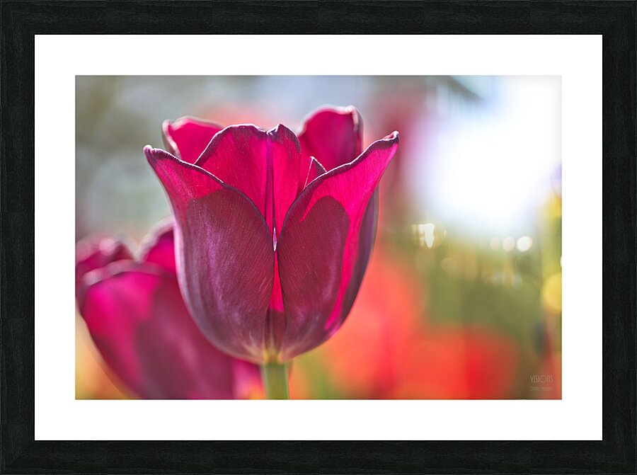 1Q8A7899 Picture Frame print