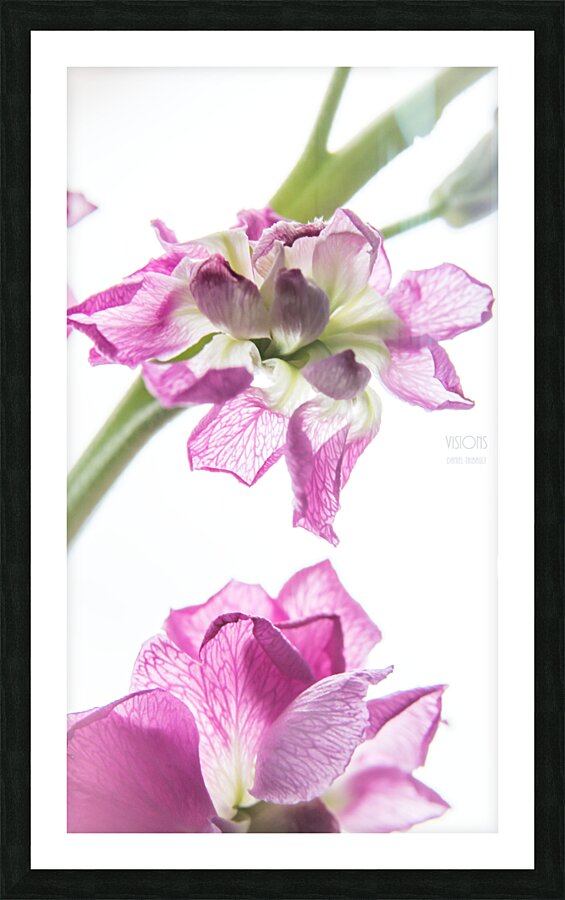 044A0791 Picture Frame print